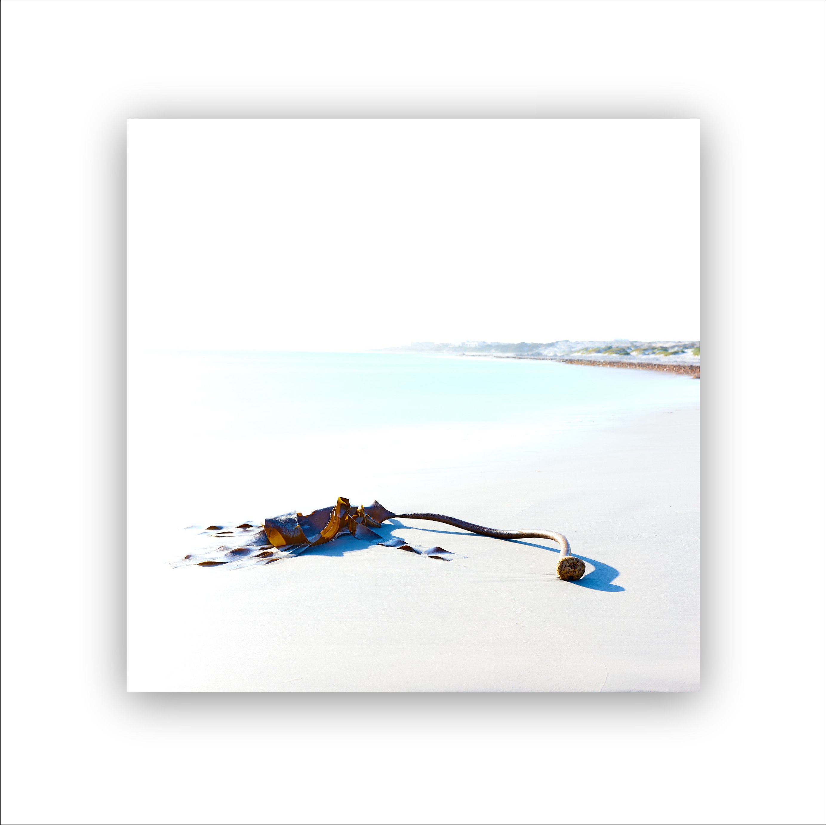 Kelp washed up on a beach in an artwork that seems simple but is conceptually complicated