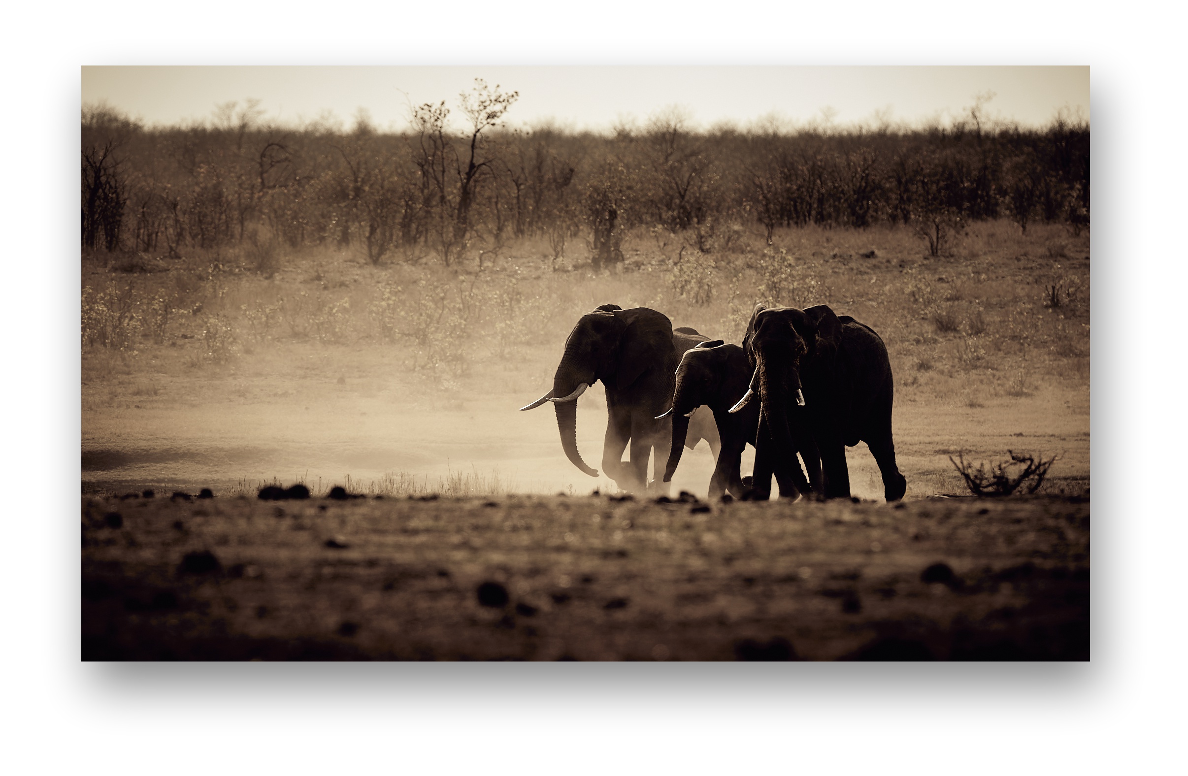 The artist investigates established formal concepts of line, shape, and texture. by eliminating the texture from three back lit elephants