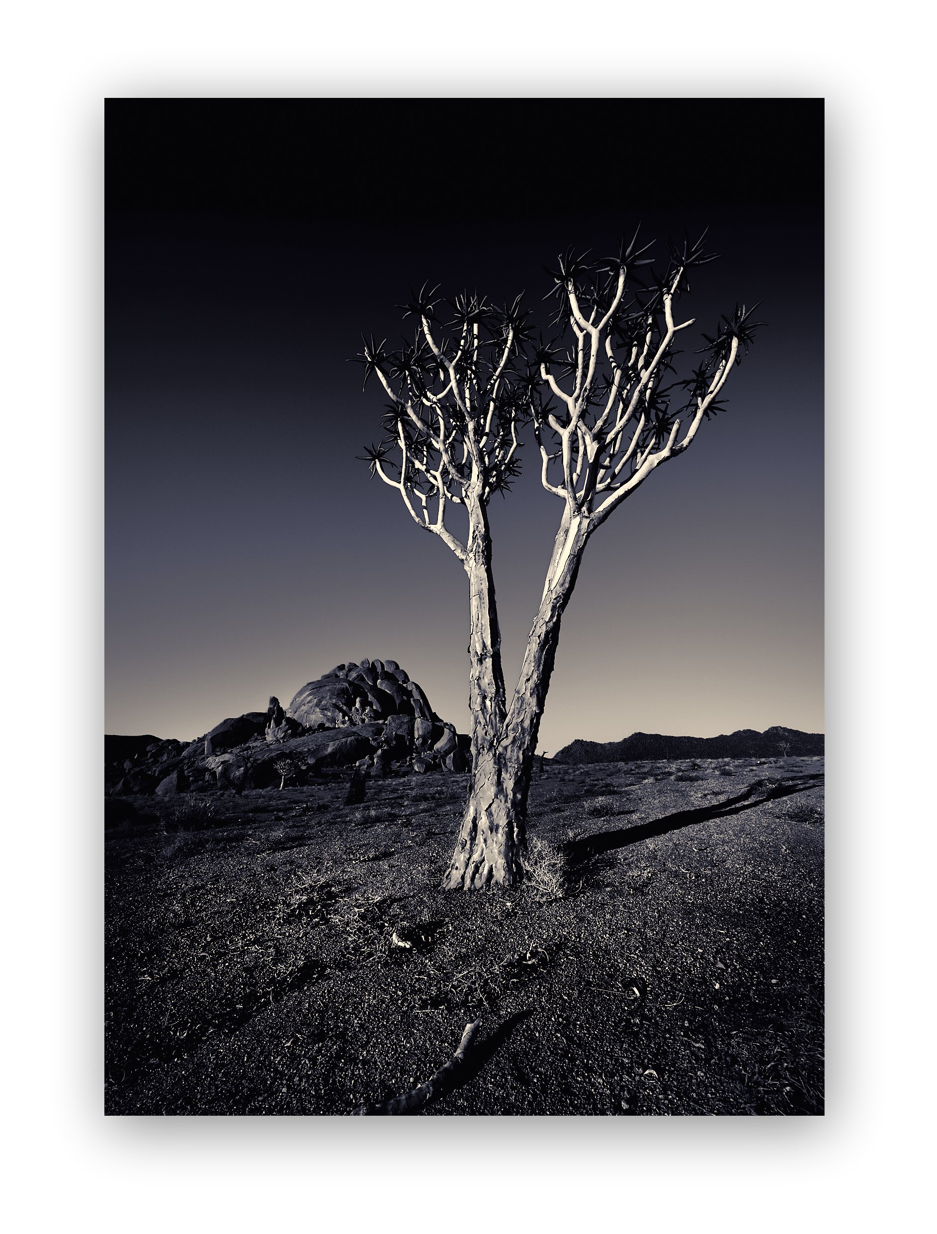 Early morning light grazes the arid ground, home to this quiver tree